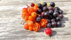 fruit qui commence par e